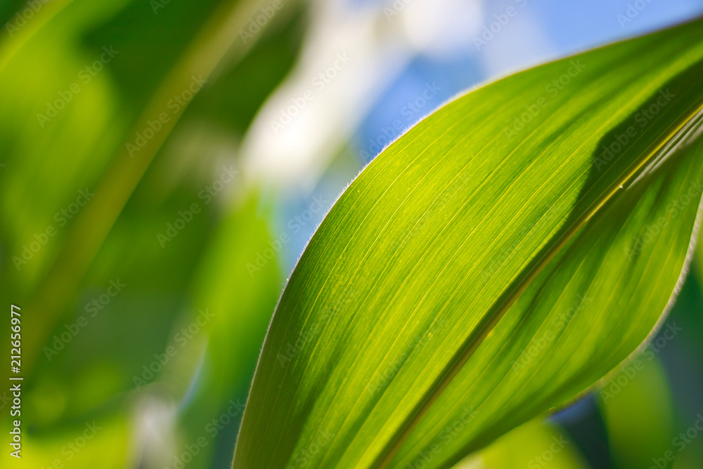 Maisblätter in der Sonne