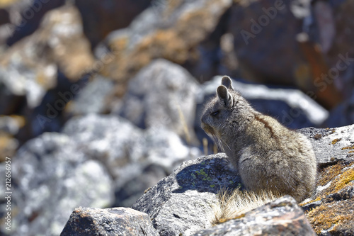 Southern Mountain Viscacha  Lagidium Viscacia  resting and perched on rocks in its natural environment.