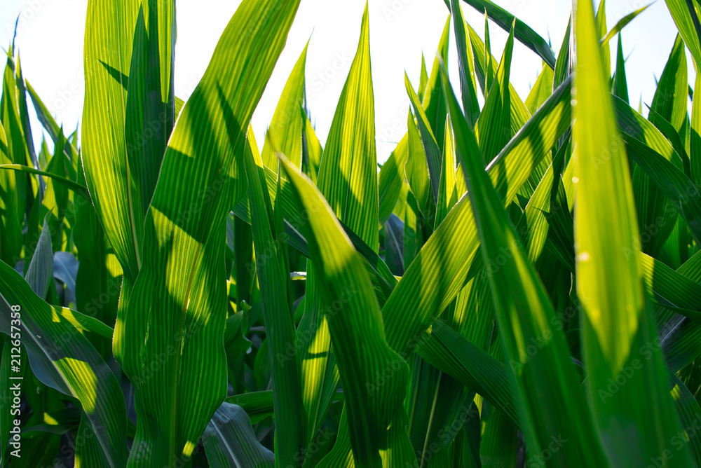 Maisblätter in der Sonne