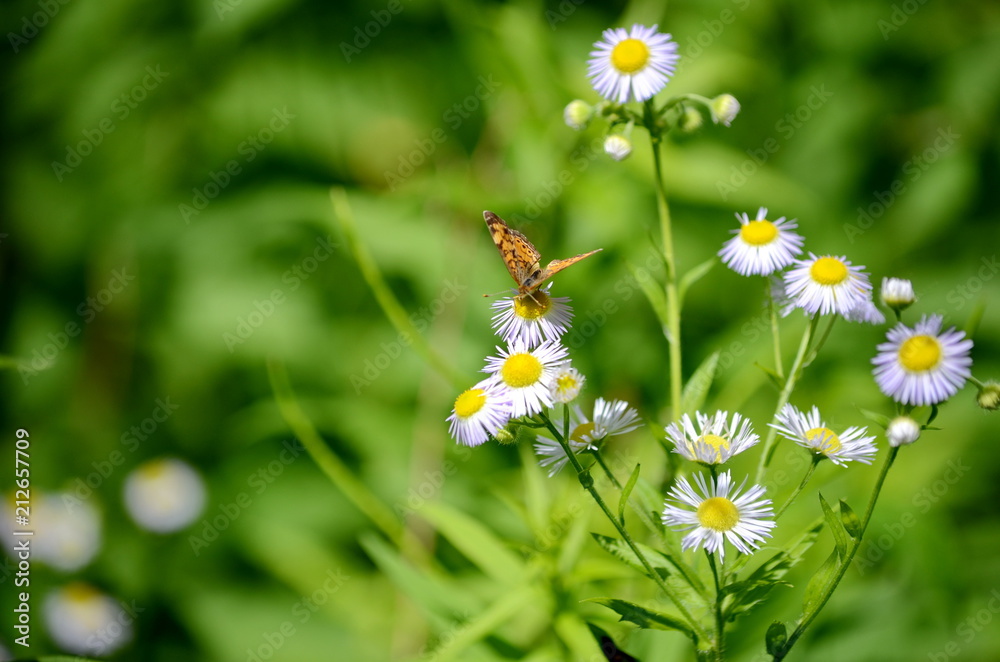 Northern Crescent Butterfly on wild daisy fleabane flowers Northern Crescent Butterfly on wild daisy fleabane flowers