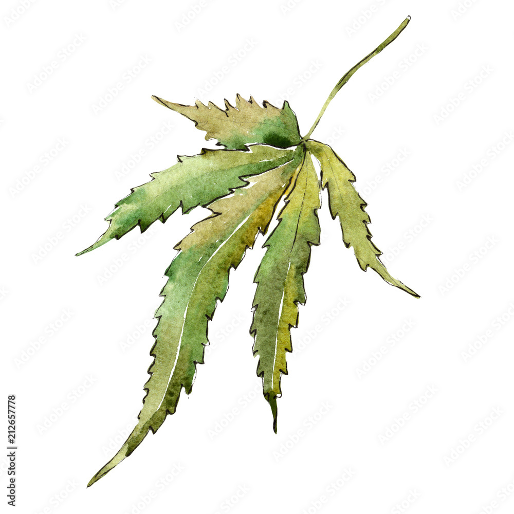 Naklejka premium Green cannabis leaves in a watercolor style isolated. Aquarelle leaf for background, texture, wrapper pattern, frame or border.