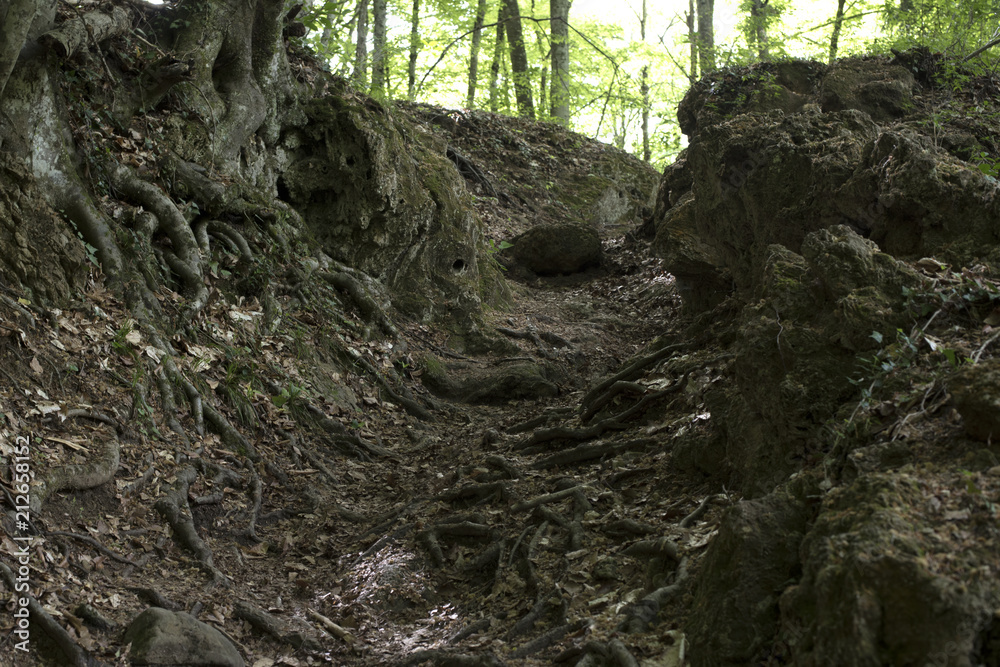 the trail between the rocks in the forest the trail between the rocks in the forest