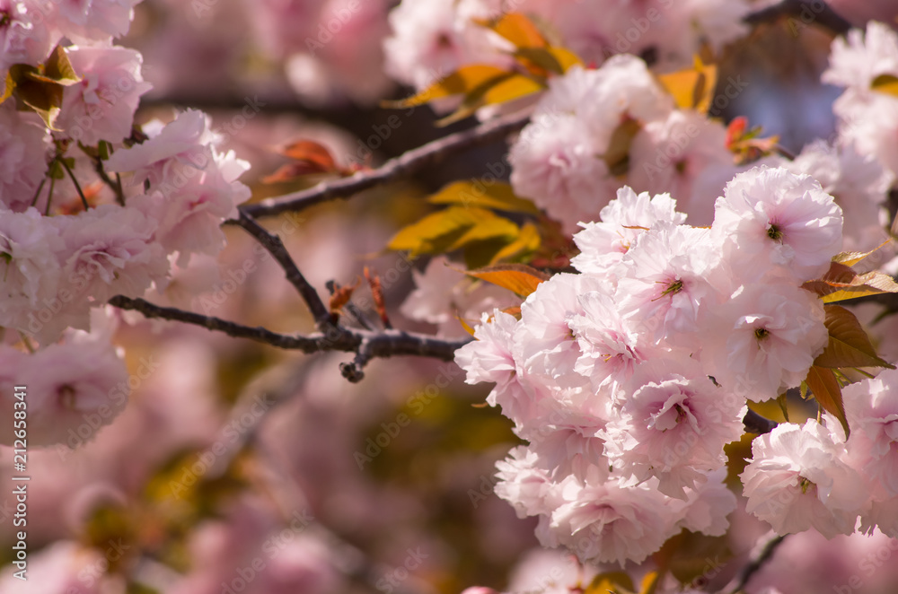 Obraz premium 八重桜