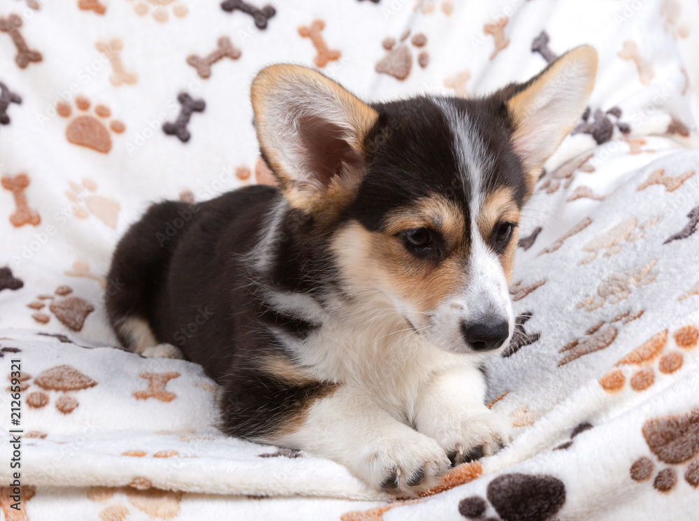24 Best Corgi Welpen Images Stock Photos Vectors Adobe Stock