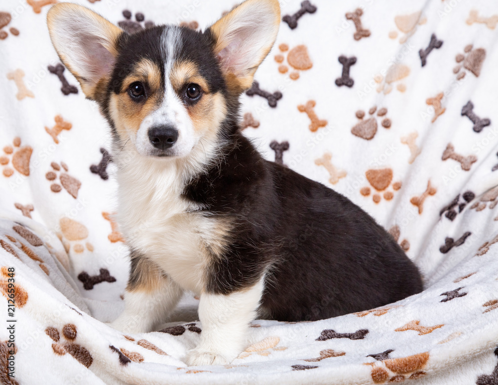 24 Best Corgi Welpen Images Stock Photos Vectors Adobe Stock