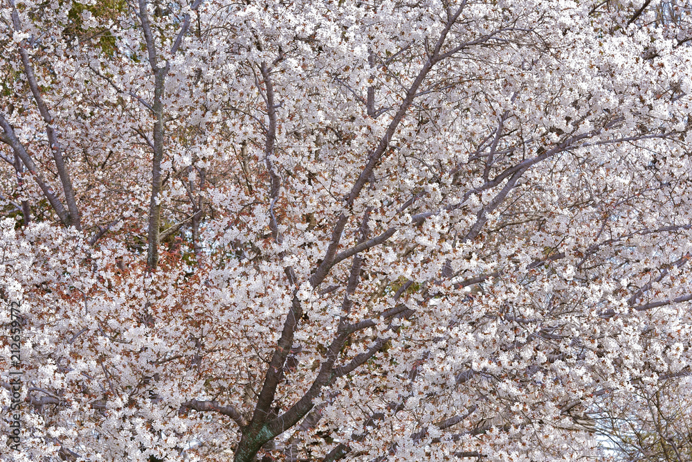 White Cherry blossom of Toji Garden in Kyoto. White Cherry blossom of Toji Garden in Kyoto.