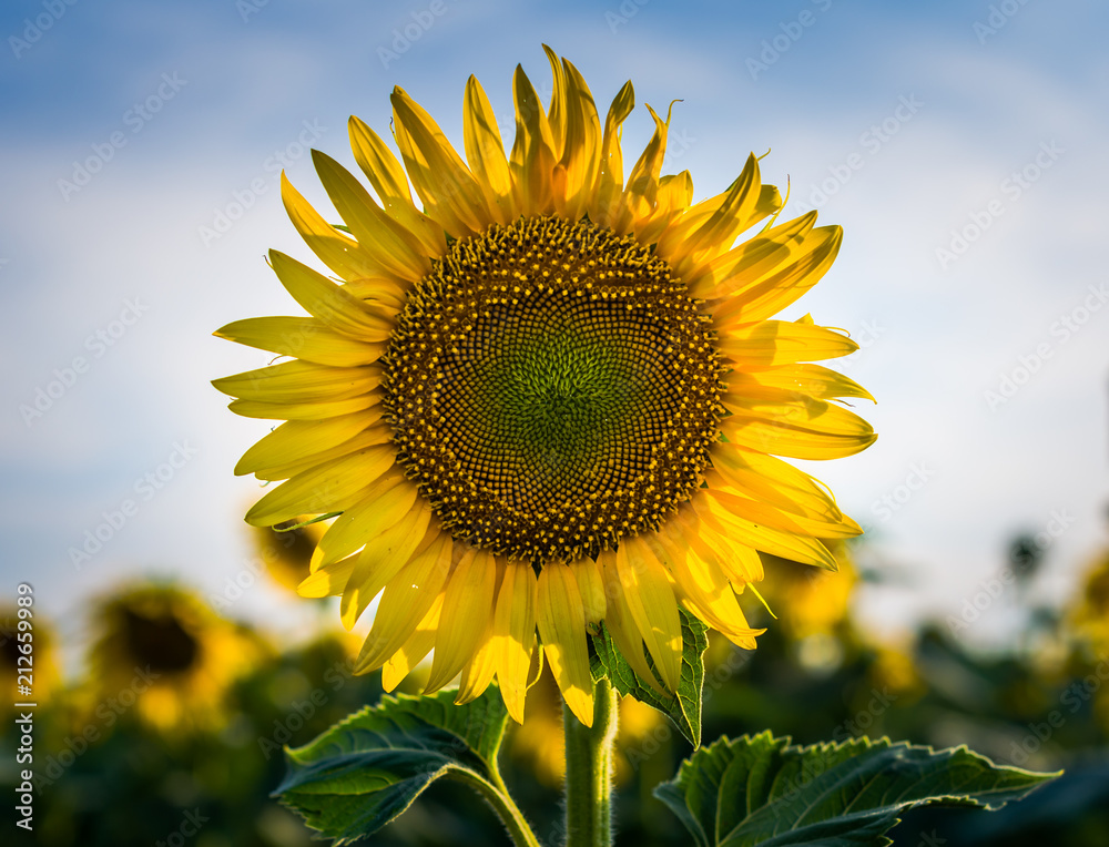 yellow sunflower with two green leaves on a field against a blue yellow sunflower with two green leaves on a field against a blue