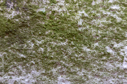 Old city Texture Moldy Wall