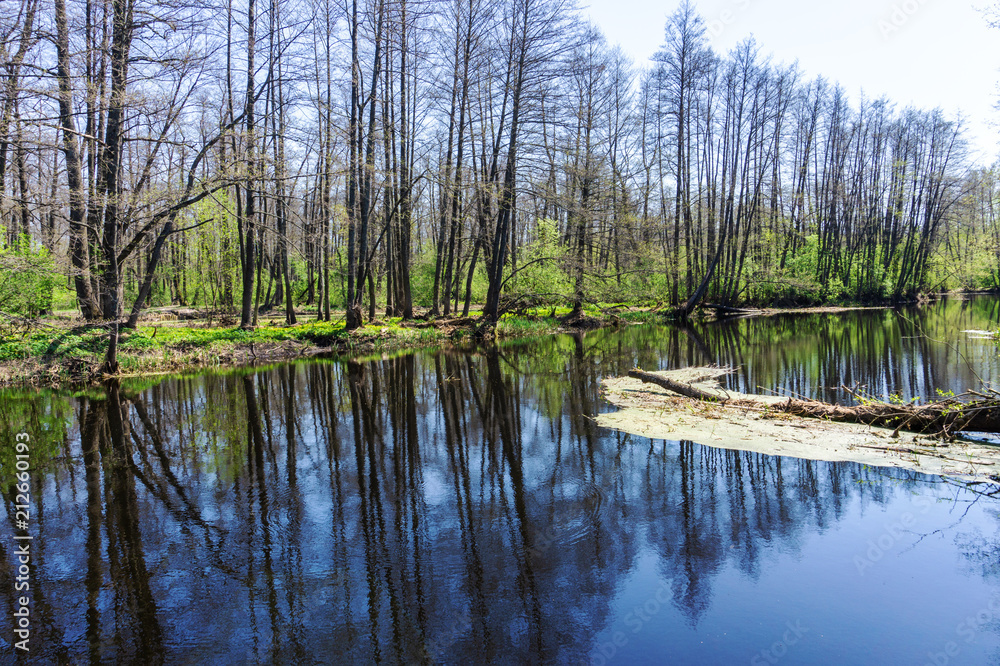 Forest river with reflection of trees without leaves in water