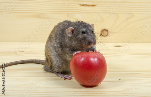 Rat eats a tomato.
