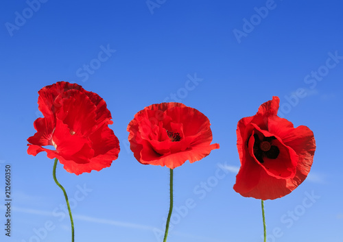 decorative elements three flowers of red beautiful poppy on a blue sky backgr...