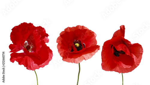 decorative elements three flowers red beautiful poppy on white isolated background