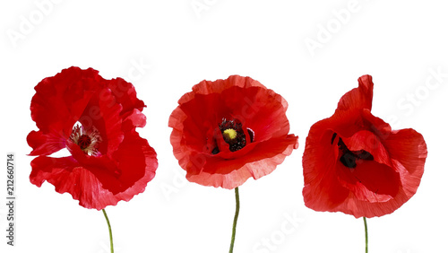 decorative elements three flowers red beautiful poppy on white isolated backg...