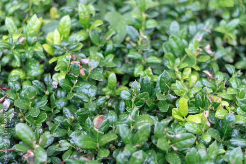 Old city Texture Plants