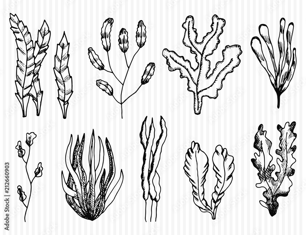 algae hand-drawn vector set. isolated sketches Stock Vector | Adobe Stock
