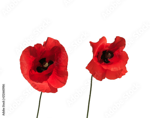 two flowers red beautiful poppy on white isolated background