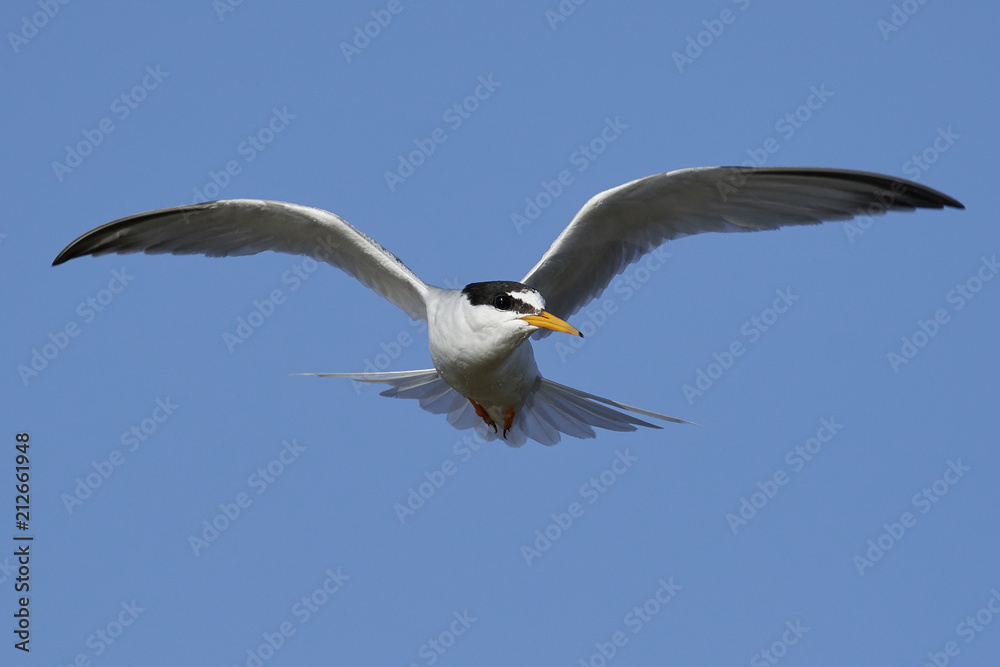 Little tern (Sternula albifrons) Little tern (Sternula albifrons)