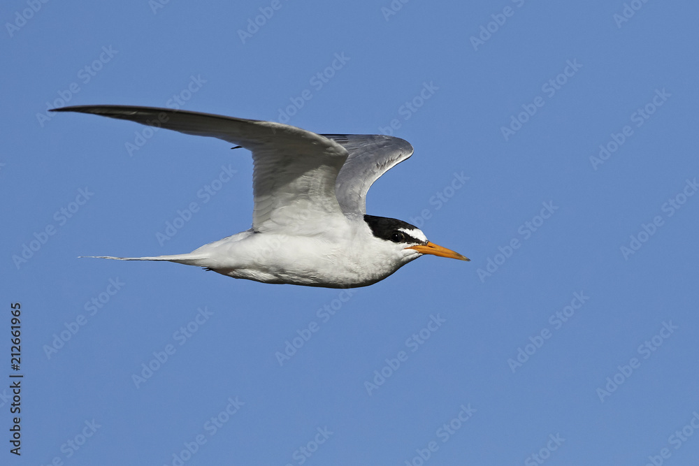 Obraz premium Little tern (Sternula albifrons)