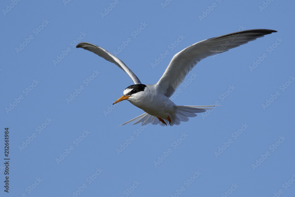 Little tern (Sternula albifrons) Little tern (Sternula albifrons)