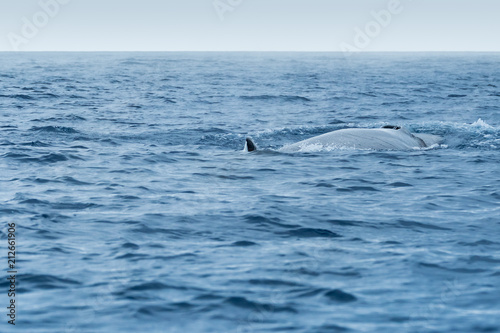 A sei whale (Balaenoptera borealis) surfacing on a misty day 