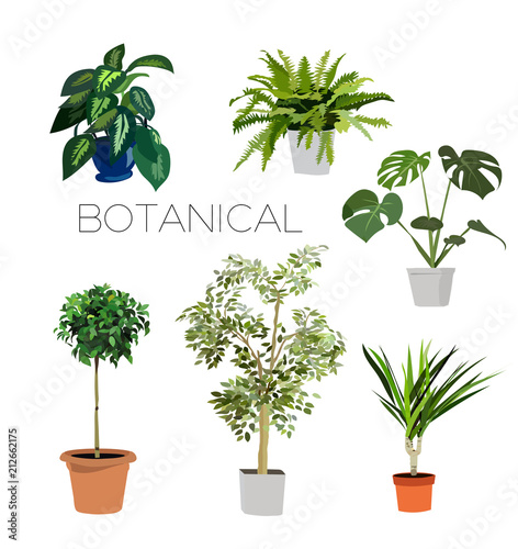 potted plants collection. vector realistic illustration. botanocal elements. 