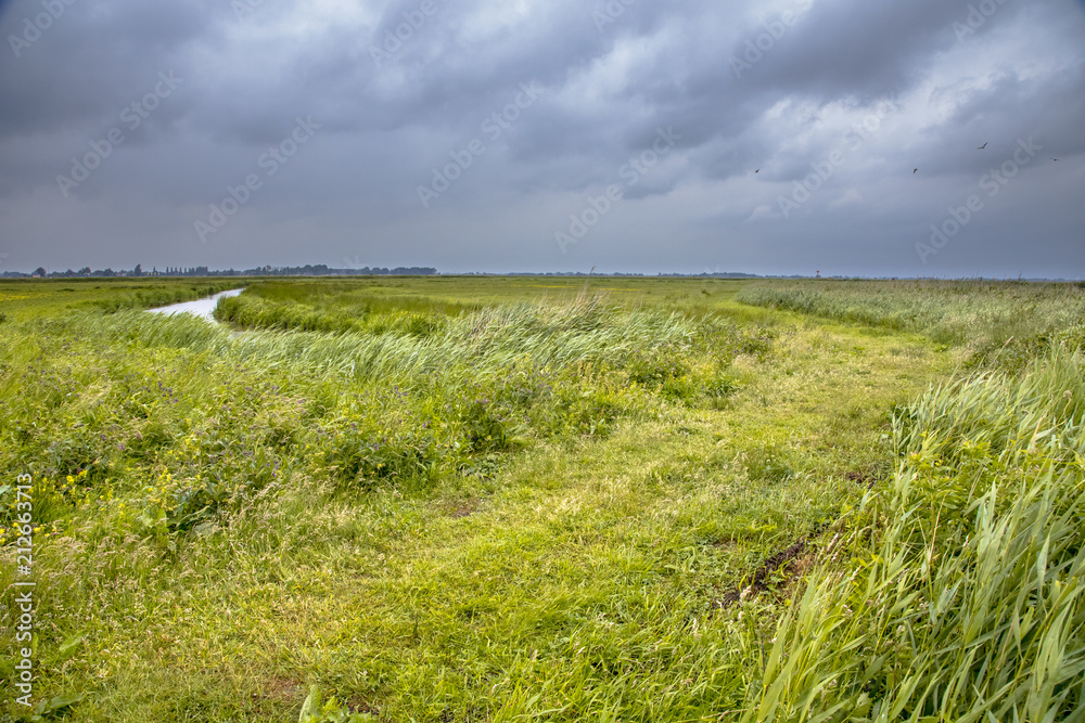 Green agricultural polder landscape