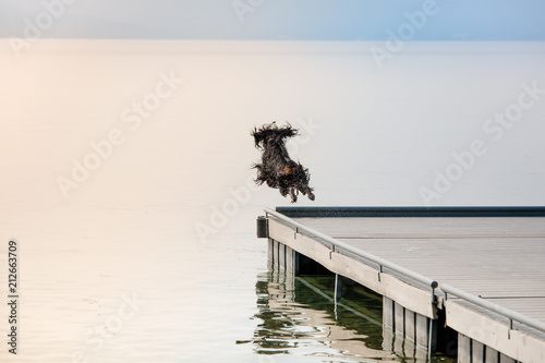 Gordon Setter diving off dock