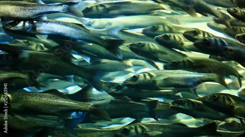 large flock of herring under water