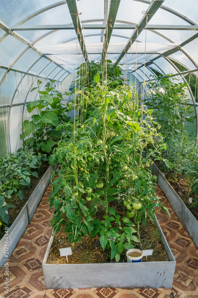 Greenhouse made of plastic for growing green vegetables. City garden Greenhouse made of plastic for growing green vegetables. City garden