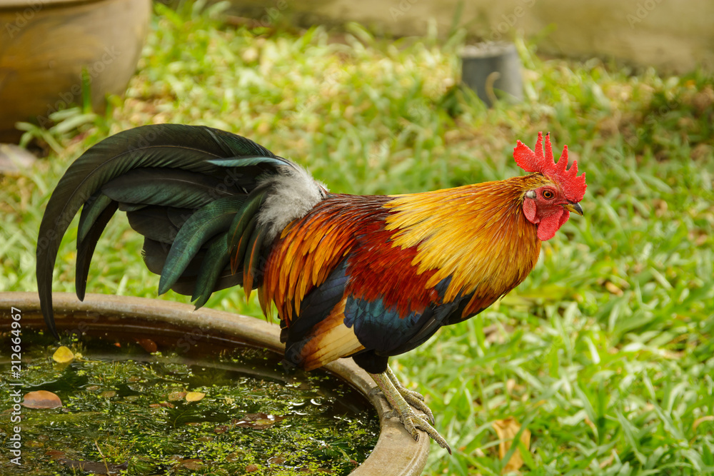 Big beautiful multicolored rooster. Nature of Thailand