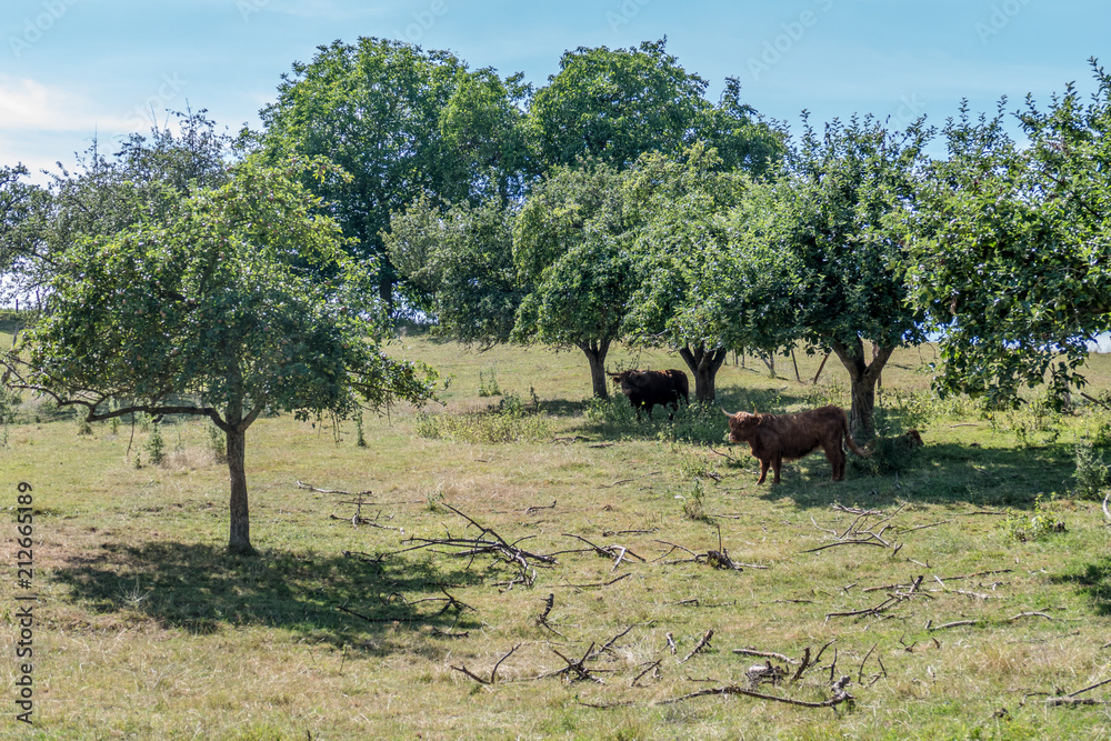 Naklejka premium Schottisches Hochlandrind im Schatten der Bäume