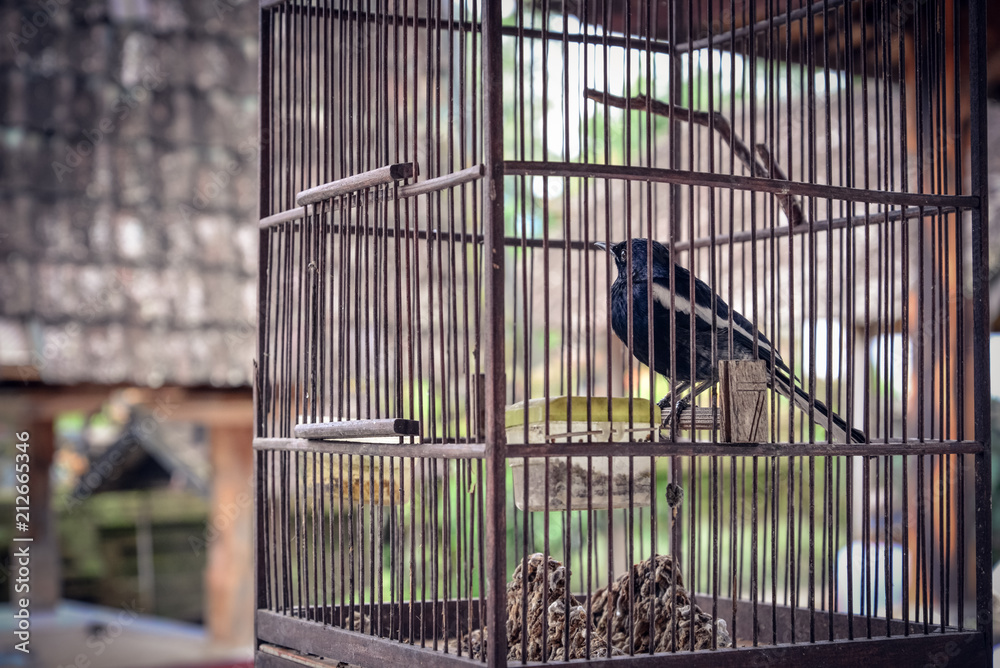 little bird in wooden cage