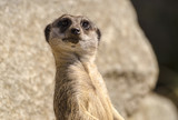 Close Up of a Meerkat