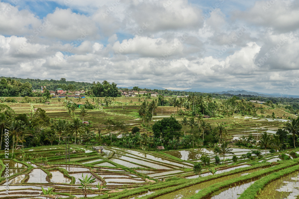 Green rice fields on Bali island