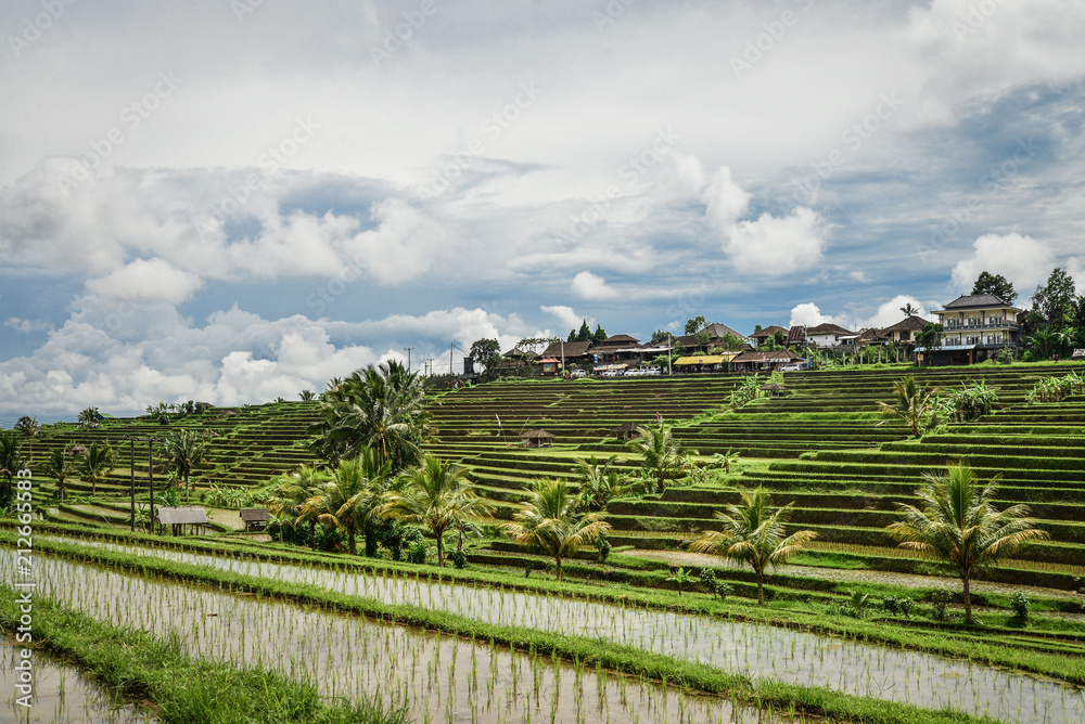 Green rice fields on Bali island