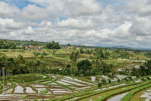 Green rice fields on Bali island