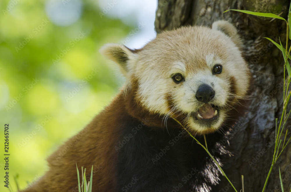 Obraz premium Red Panda Smiling