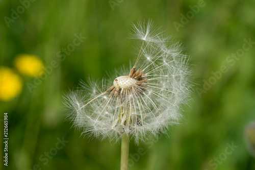 Closeup of a dandelion with blurry background