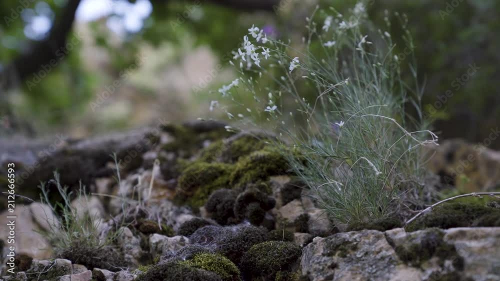 White spring wildflowers blowing in the wind on the side of a cliff in spring in the Rocky Mountains White spring wildflowers blowing in the wind on the side of a cliff in spring in the Rocky Mountains