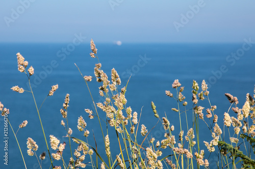 Photography coast flowers howth
