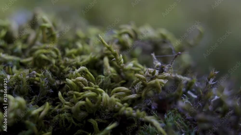 Macro extreme close up of wild moss growing on rocks in the forest walls of the Rocky Mountains Macro extreme close up of wild moss growing on rocks in the forest walls of the Rocky Mountains