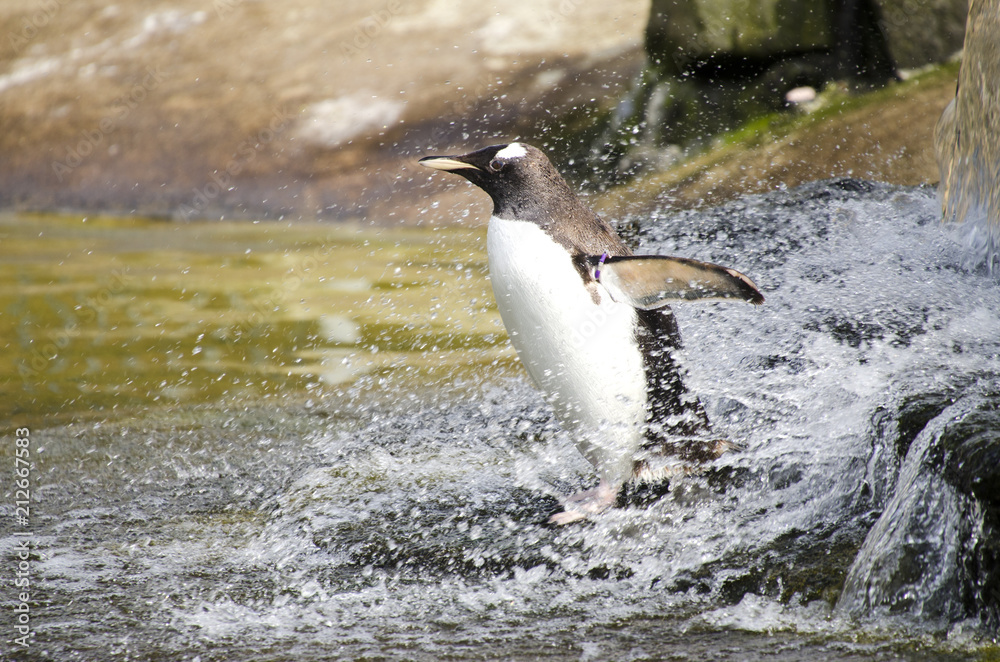 Obraz premium Penguin Washing in Water Splash