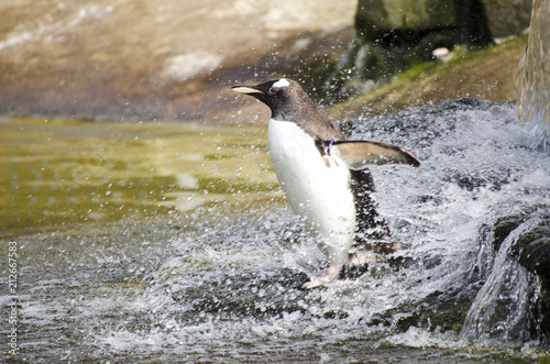 Penguin Washing in Water Splash