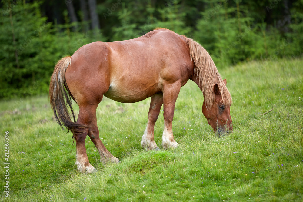 Horse on a pasture