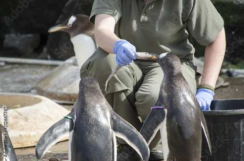 Someone Feeding Fish to Penguins