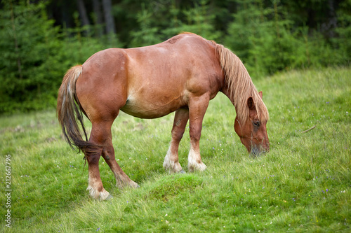 Horse on a pasture © Xalanx