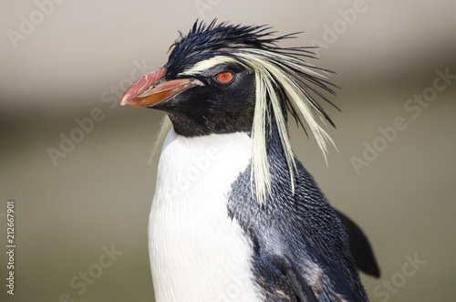 Portrait of a Rock Hopper Penguin