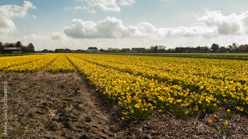 Yellow Daffodils bulbs field