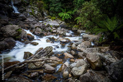 Mountain stream and ferns