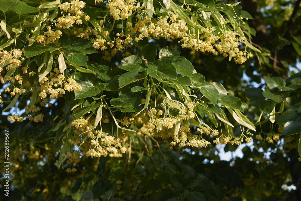 tilia blossom